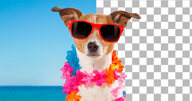 Como remover fundo de fotos - cachorro com óculos de sol